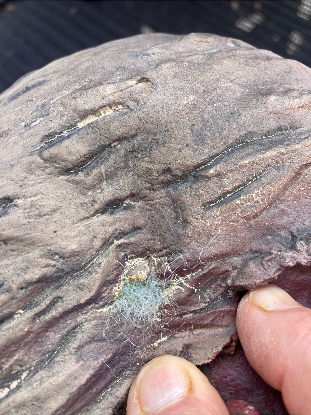 Halloween zombie head prop - Picture 6 of 10